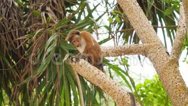 野生猴子爬树，在热带丛林中寻找坚果和水果的4k镜头